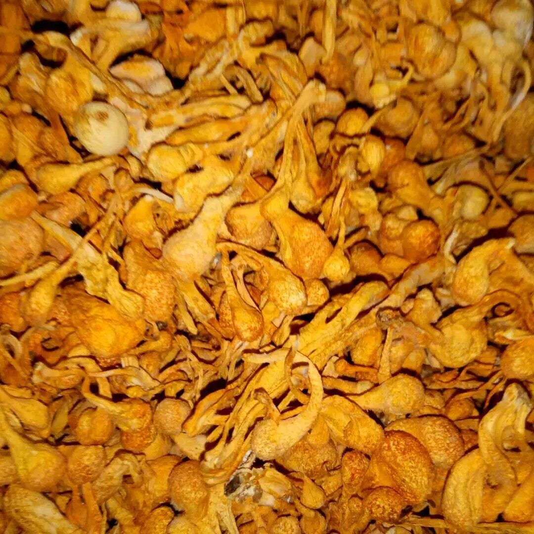 虫草花与金虫草 食用菌干货批发指南
