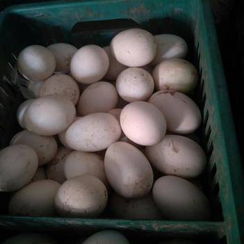 范必盛 优质食用农产品批发供应商的可靠选择