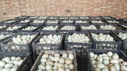 河南新乡延津青壳红心鲜鸭蛋 高品质食用农产品批发指南