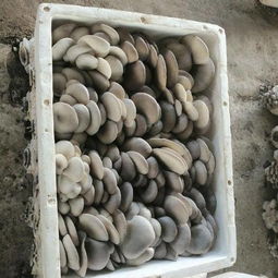 惠农网 连接农产品批发采购与供应的价格透明化平台