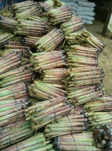 黑皮果蔗苗市场概况与优质供应商介绍